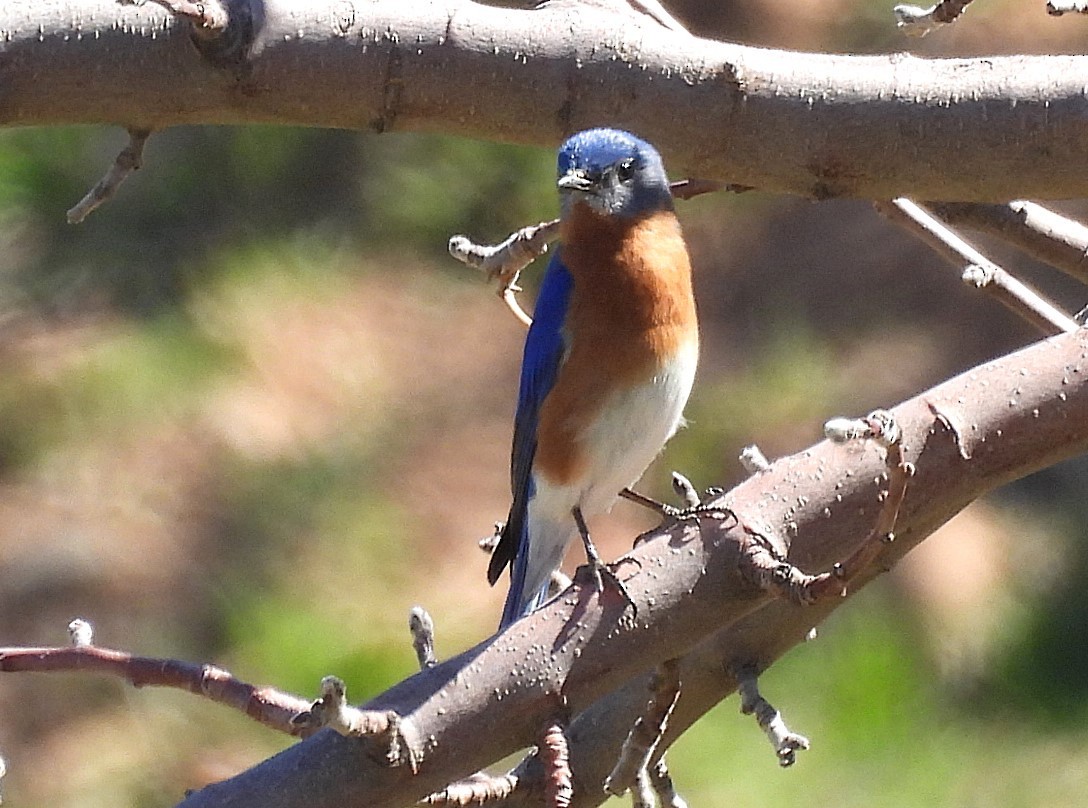 Eastern Bluebird - ML652815601
