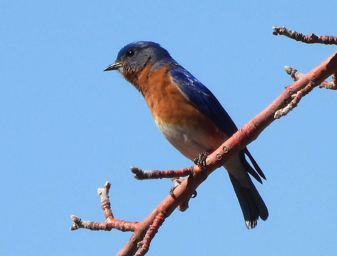 Eastern Bluebird - ML652815664