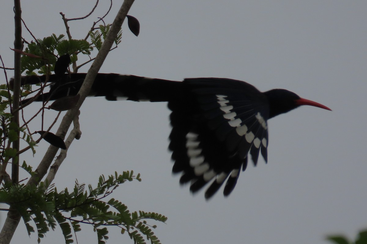 Green Woodhoopoe - ML652815957