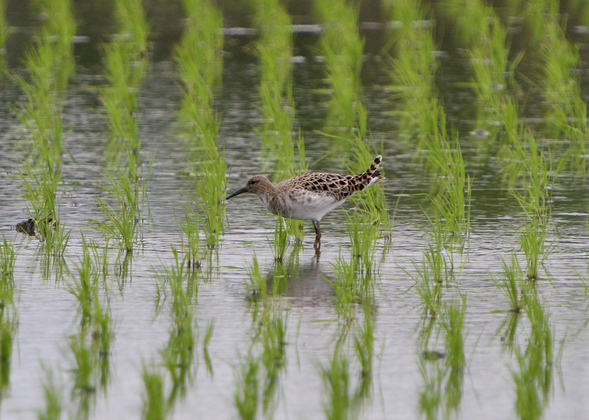 Döğüşkenkuş - ML652816074