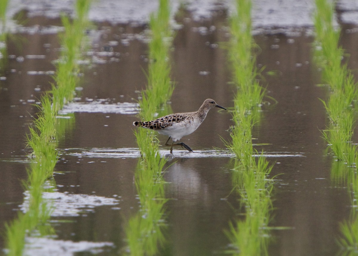 Döğüşkenkuş - ML652816075