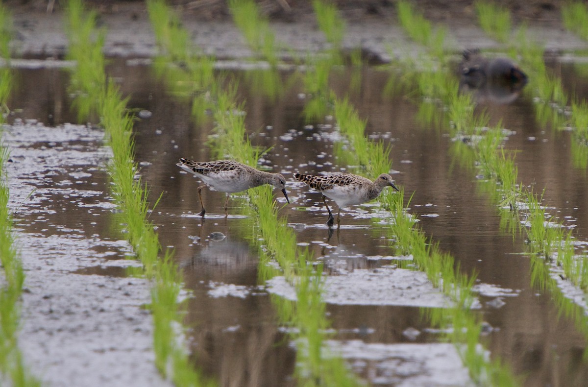 Döğüşkenkuş - ML652816076