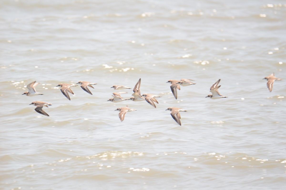 Tibetan Sand-Plover - ML652816275