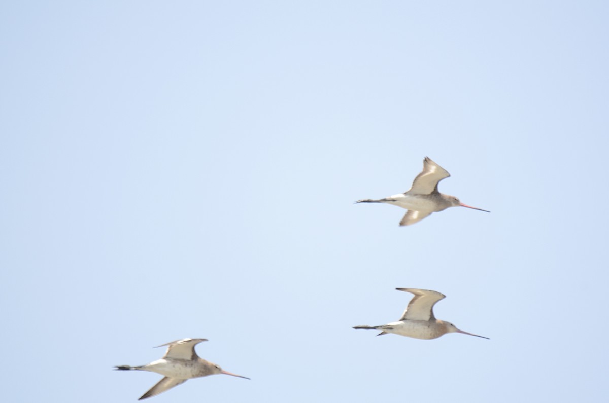 Black-tailed Godwit - ML652816290