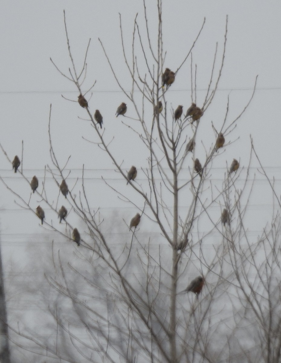 Zedernseidenschwanz - ML652816458