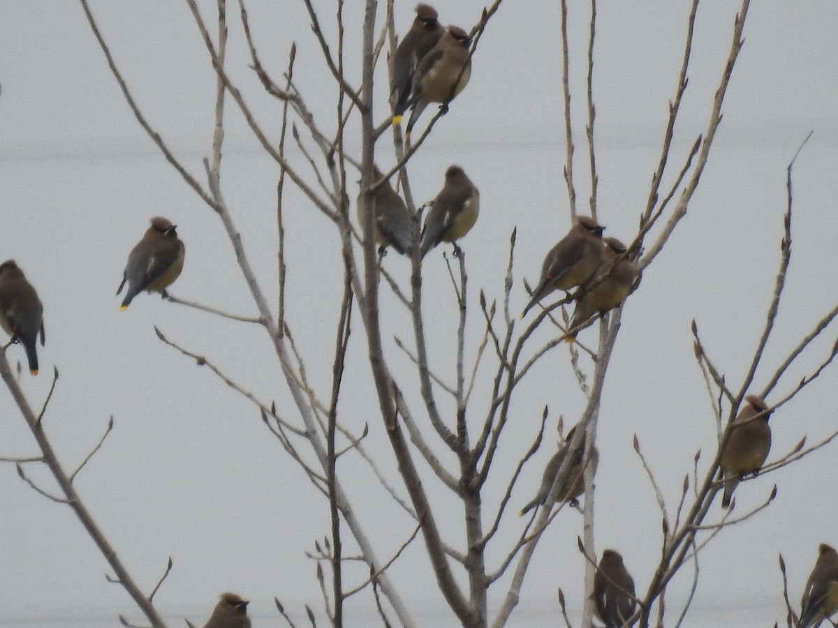 Zedernseidenschwanz - ML652816459