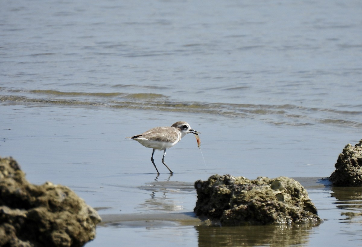 Tibet Cılıbıtı - ML652816595