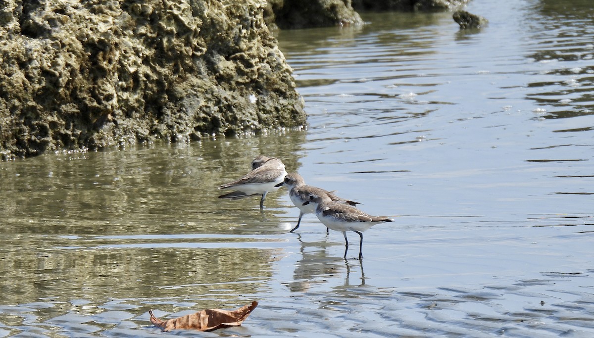 Tibet Cılıbıtı - ML652816597