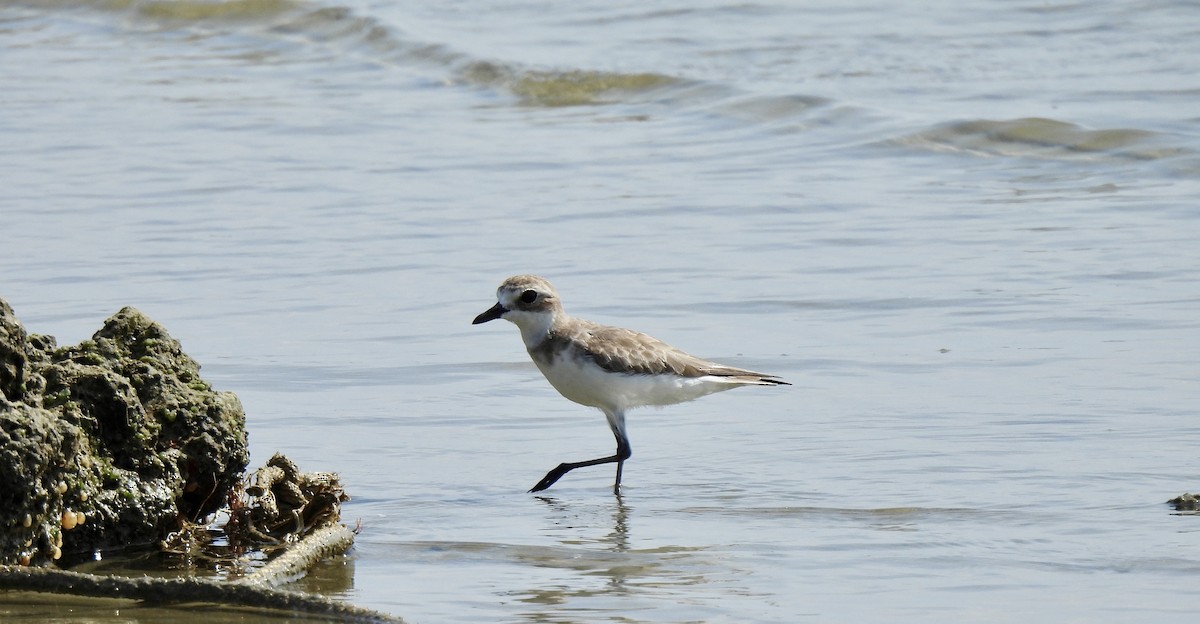 Tibet Cılıbıtı - ML652816599
