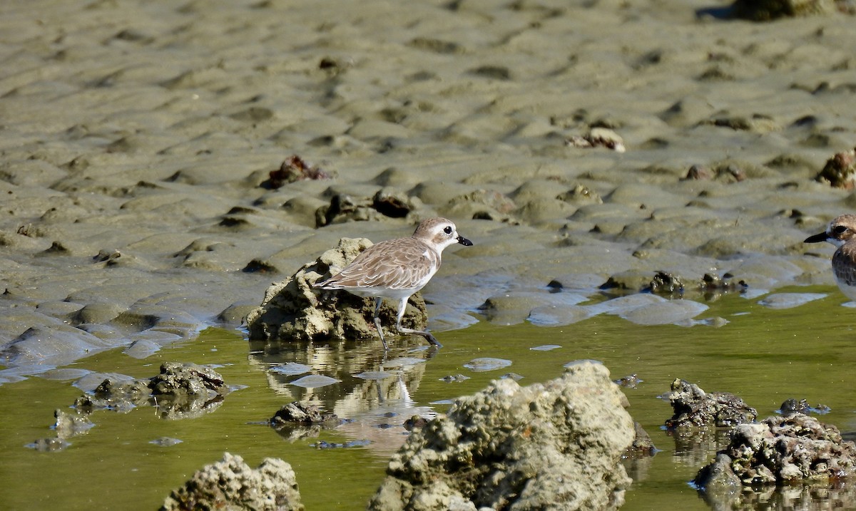 Tibet Cılıbıtı - ML652816601
