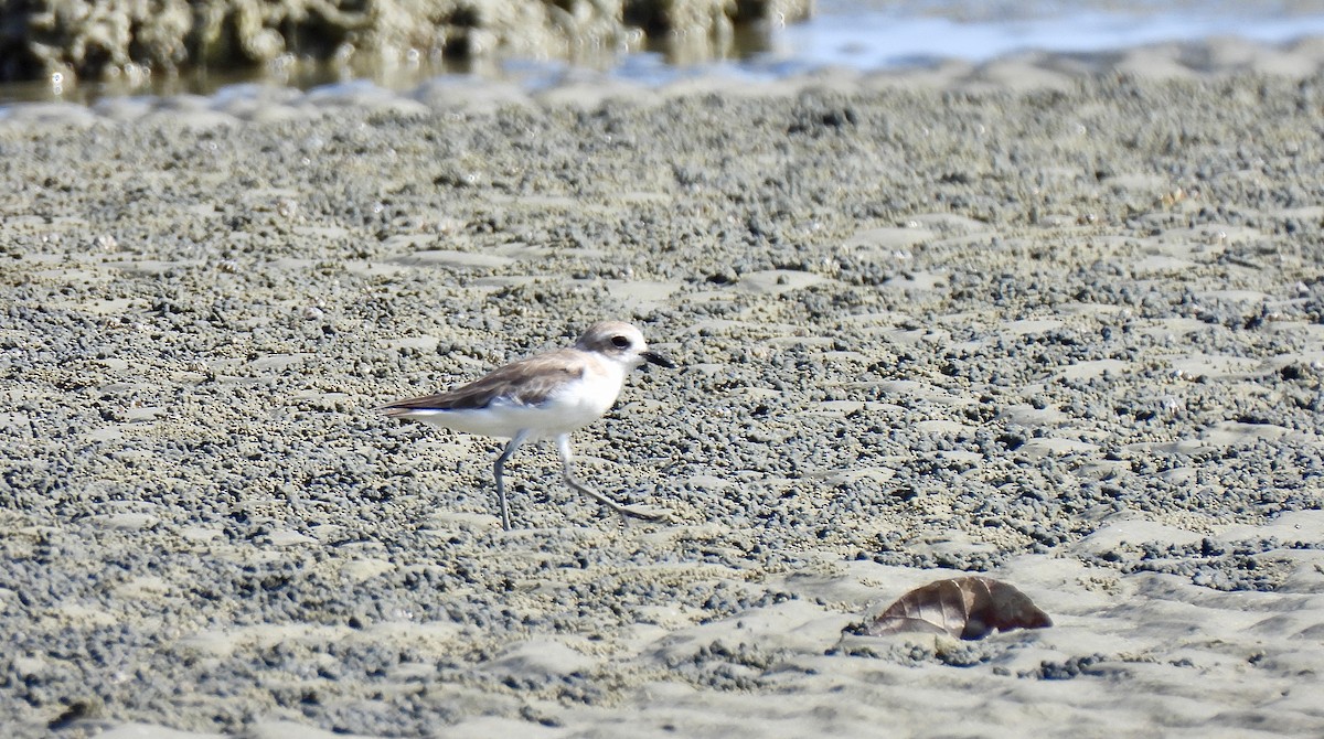 Tibet Cılıbıtı - ML652816602