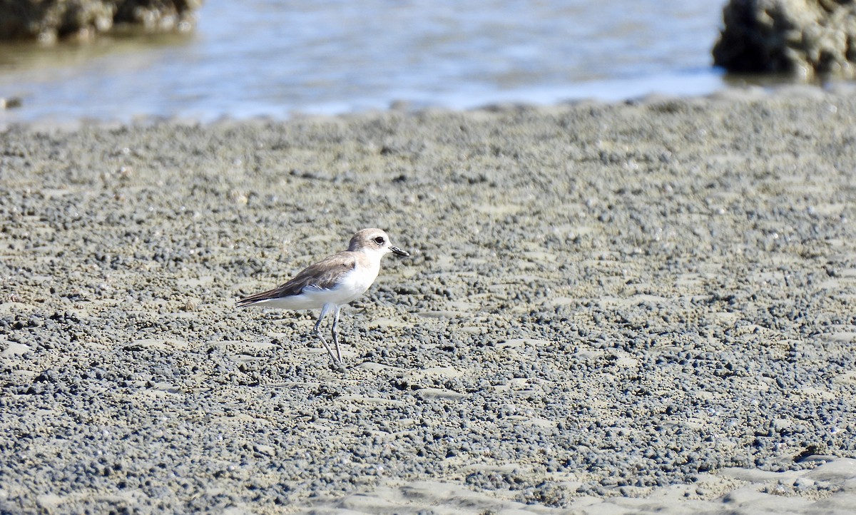 Tibet Cılıbıtı - ML652816603