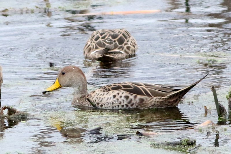 Yellow-billed Pintail - J. Simón Tagtachian