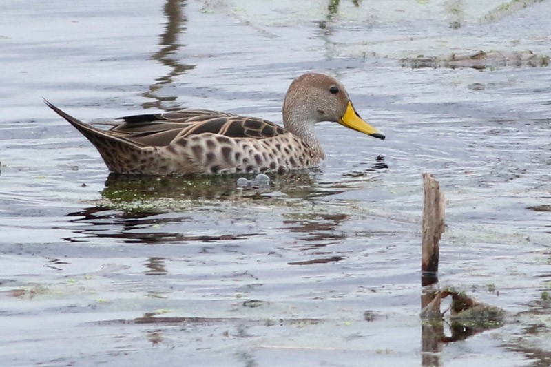 Yellow-billed Pintail - ML65281671