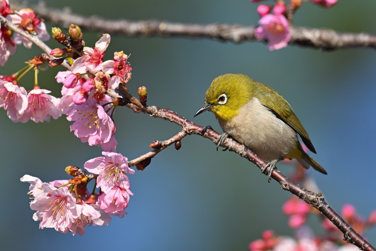 Swinhoe's White-eye - ML652816827