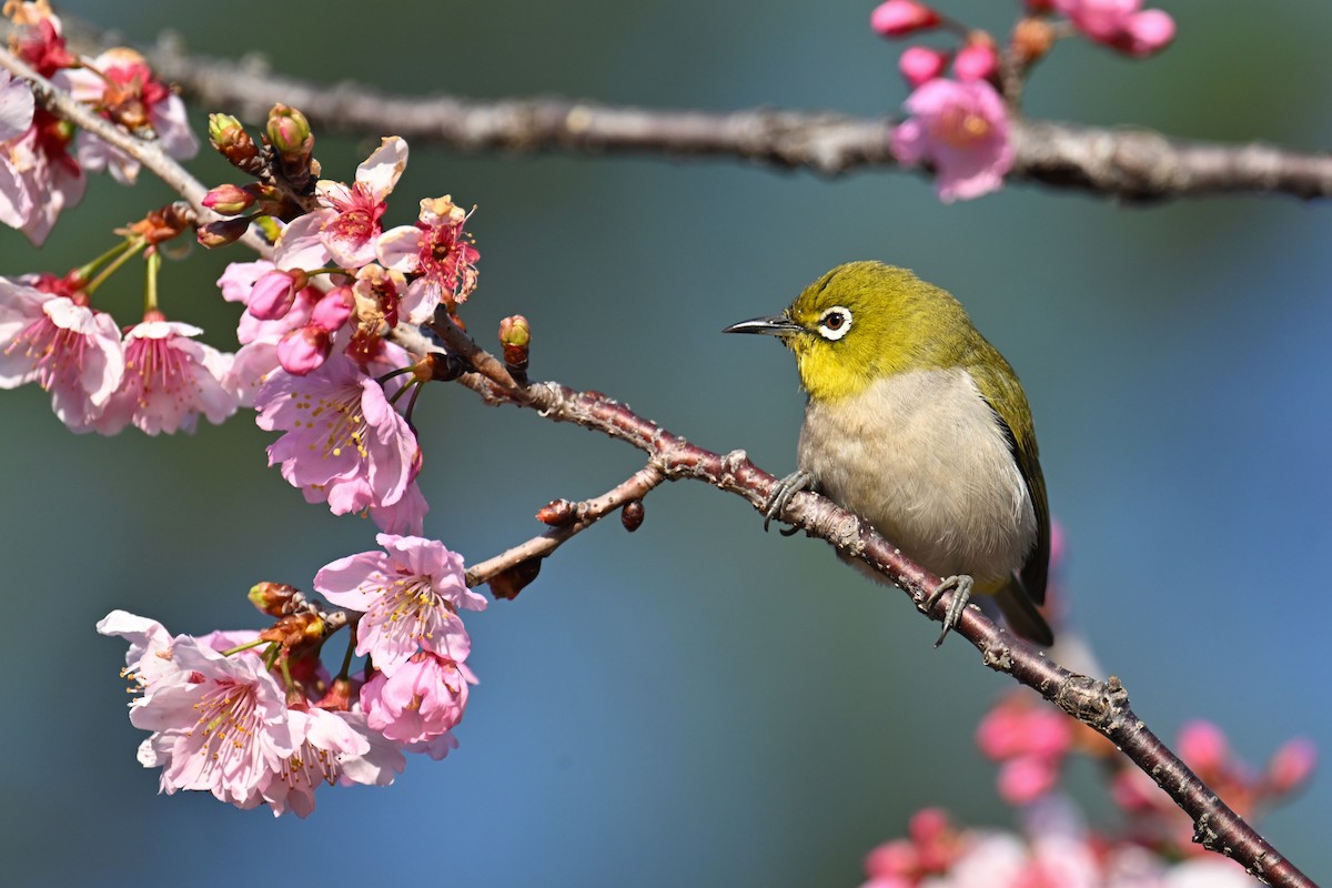Swinhoe's White-eye - ML652816828
