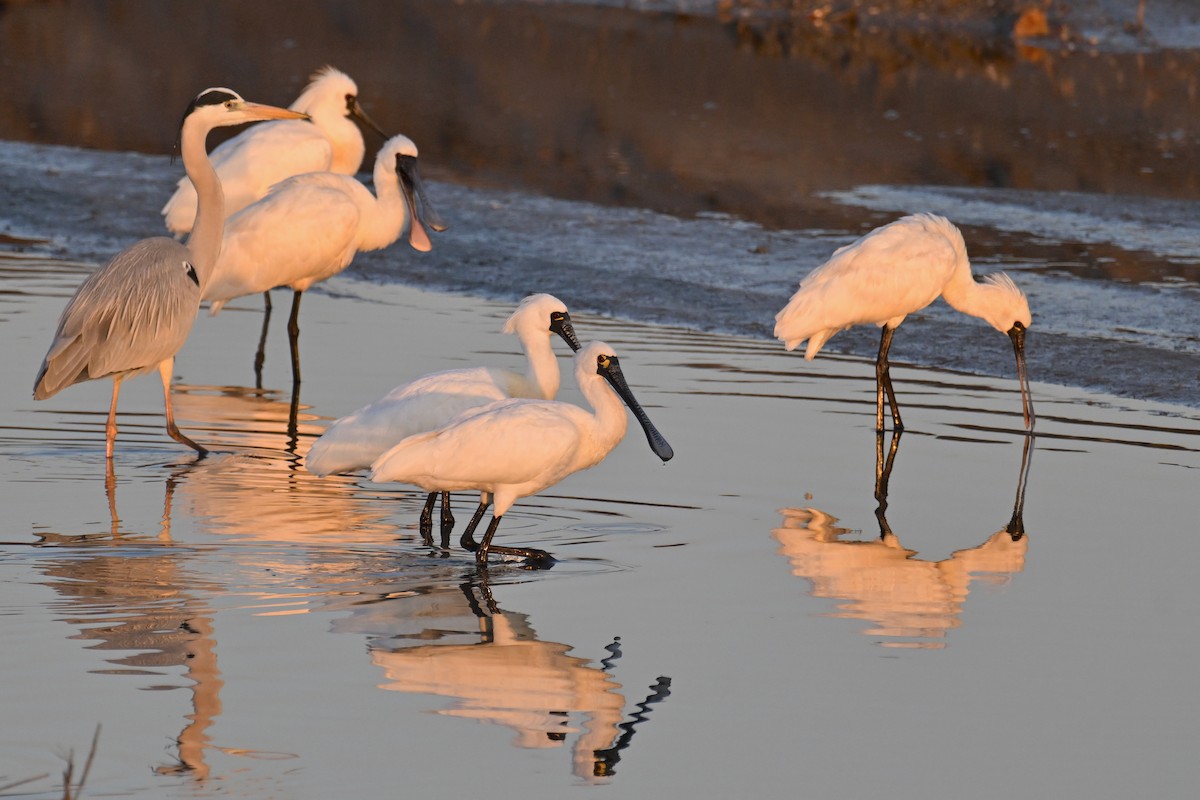 Black-faced Spoonbill - ML652816846