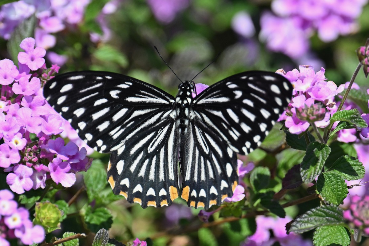 Common Mime Swallowtail - ML652816862