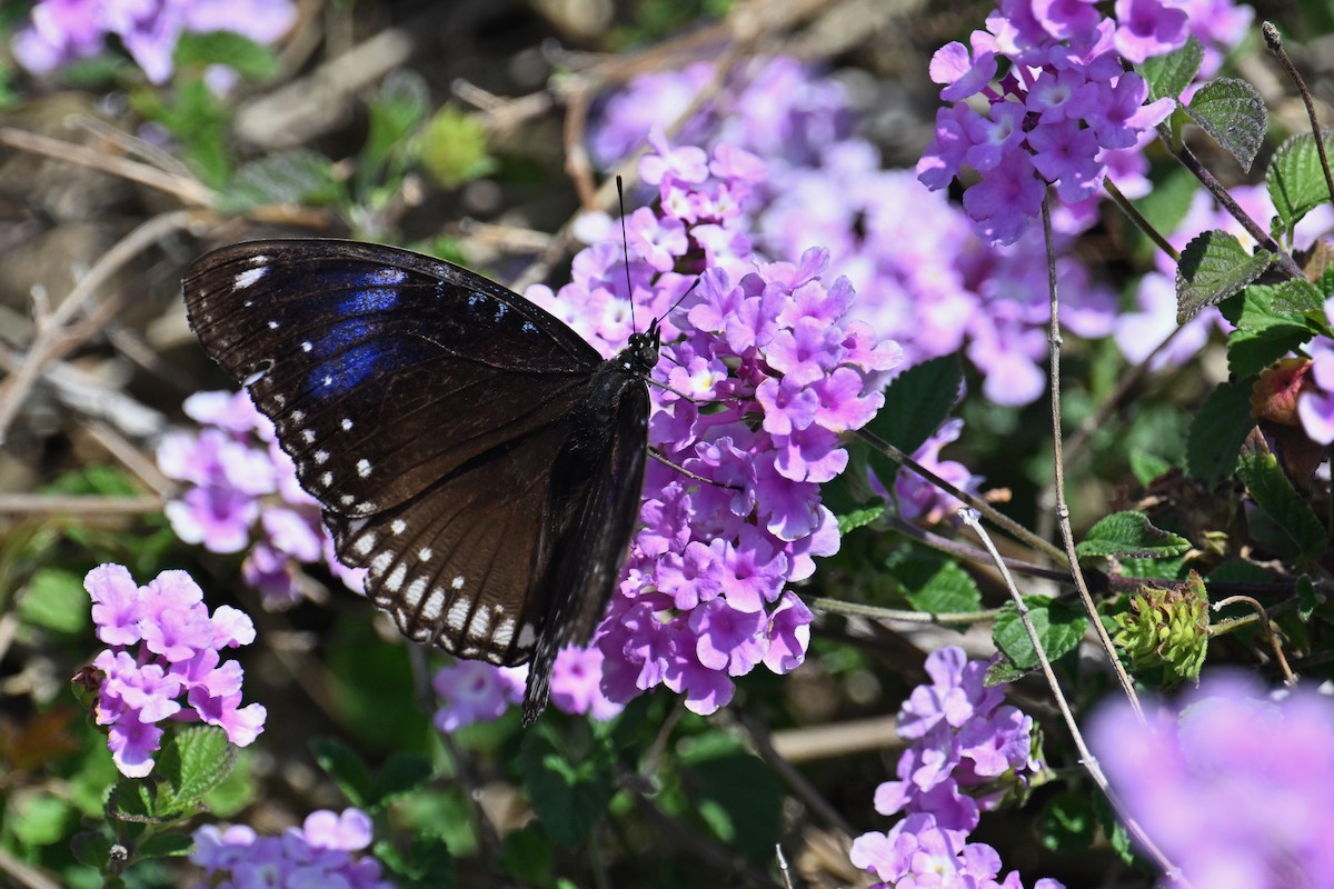 Great Eggfly - ML652816864