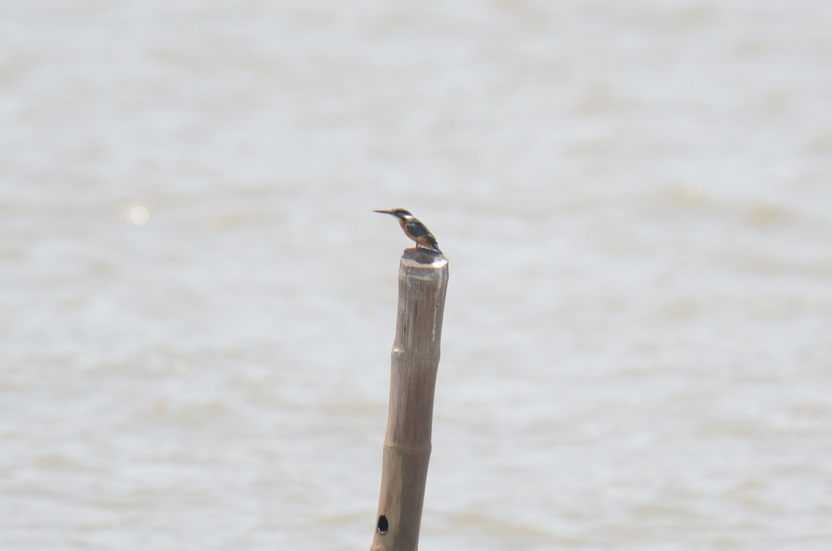 Common Kingfisher (Common) - ML652816999
