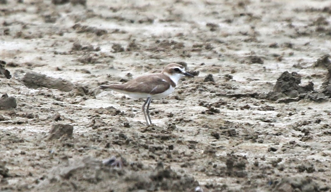 Javan Plover - ML652817188
