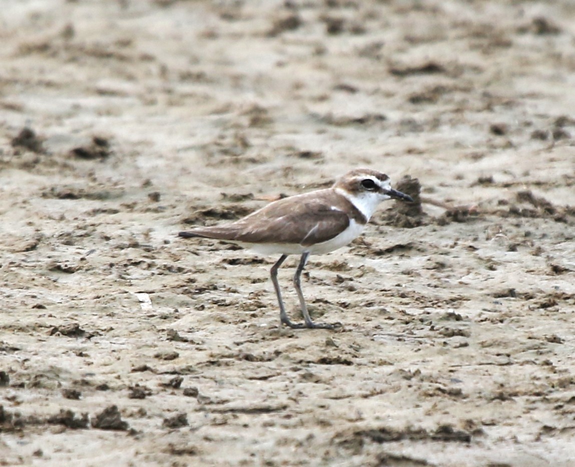 Javan Plover - ML652817199