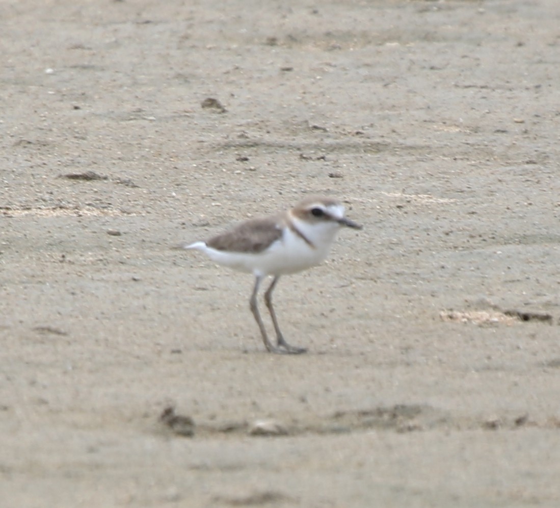 Javan Plover - ML652817203
