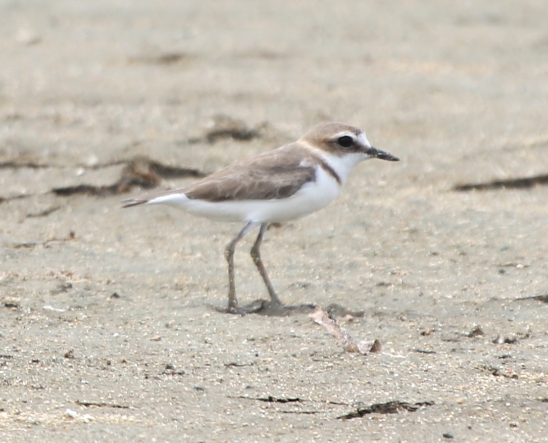 Javan Plover - ML652817205