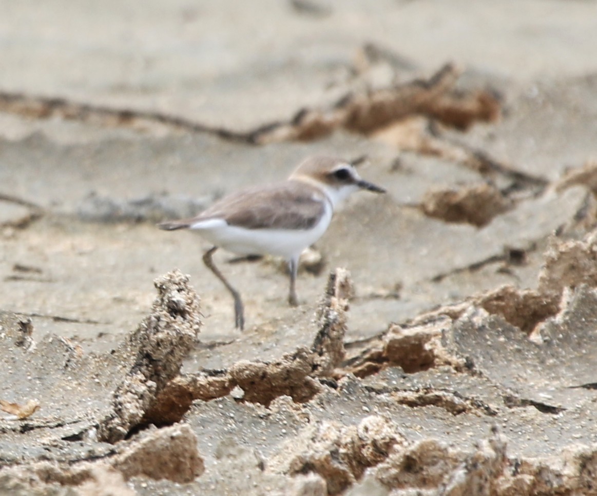 Javan Plover - ML652817209