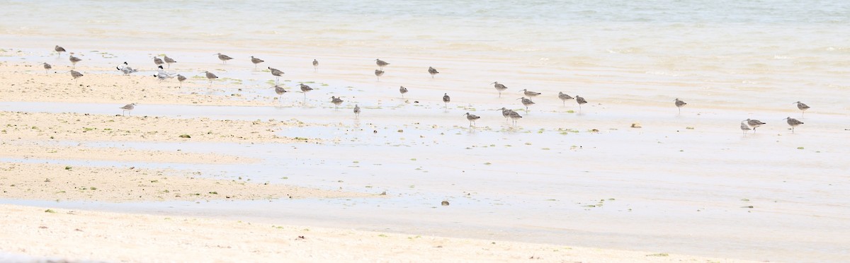 Kurlinta bekainduna (variegatus/rogachevae) - ML652817217