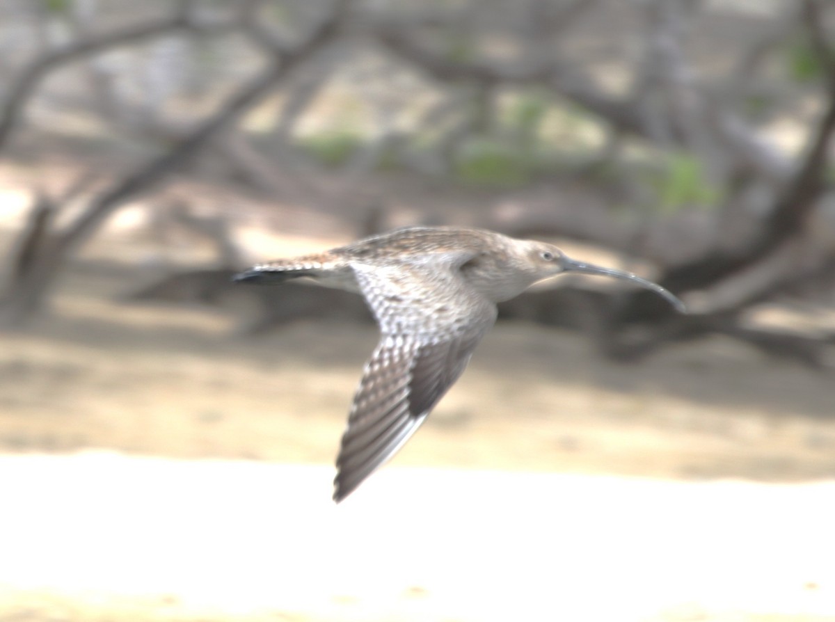 Kurlinta siberiarra - ML652817221