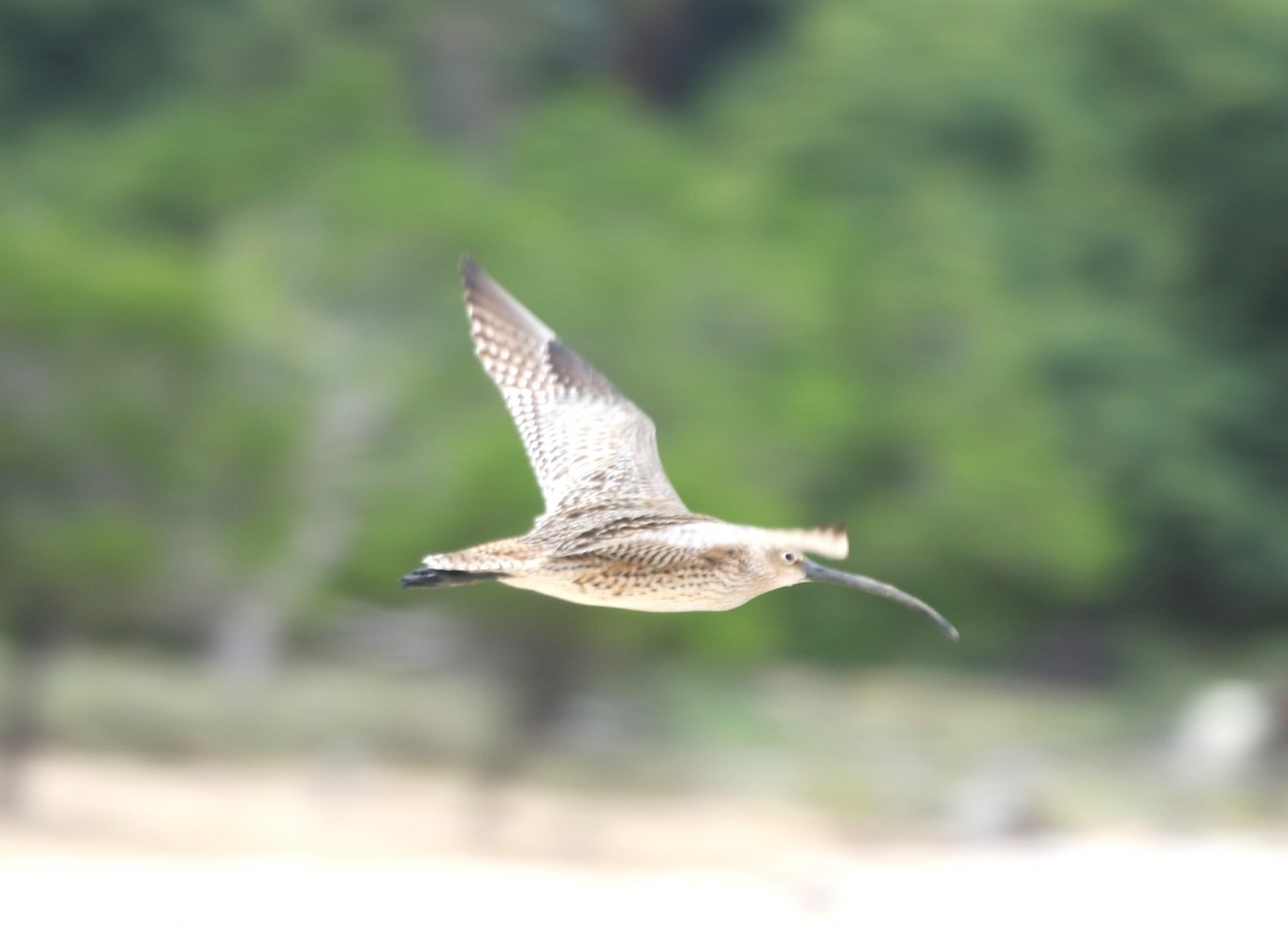 Kurlinta siberiarra - ML652817224