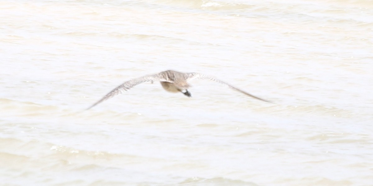 Kurlinta siberiarra - ML652817228