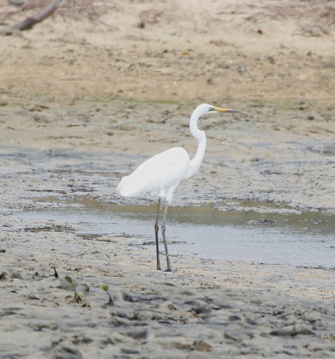 Koartza zuria (australasiarra) - ML652817245