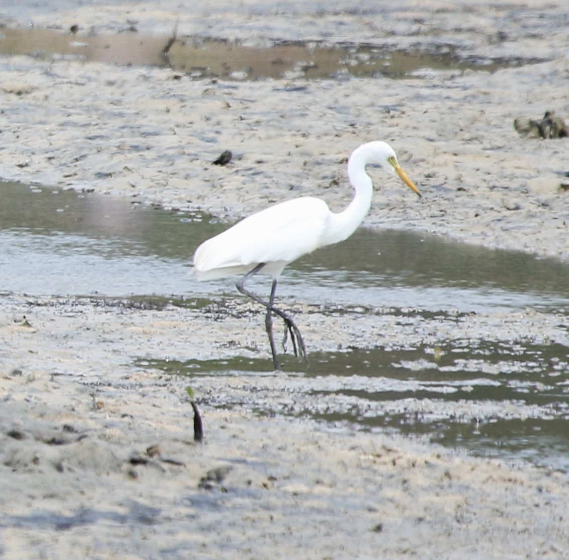 Medium Egret - ML652817247