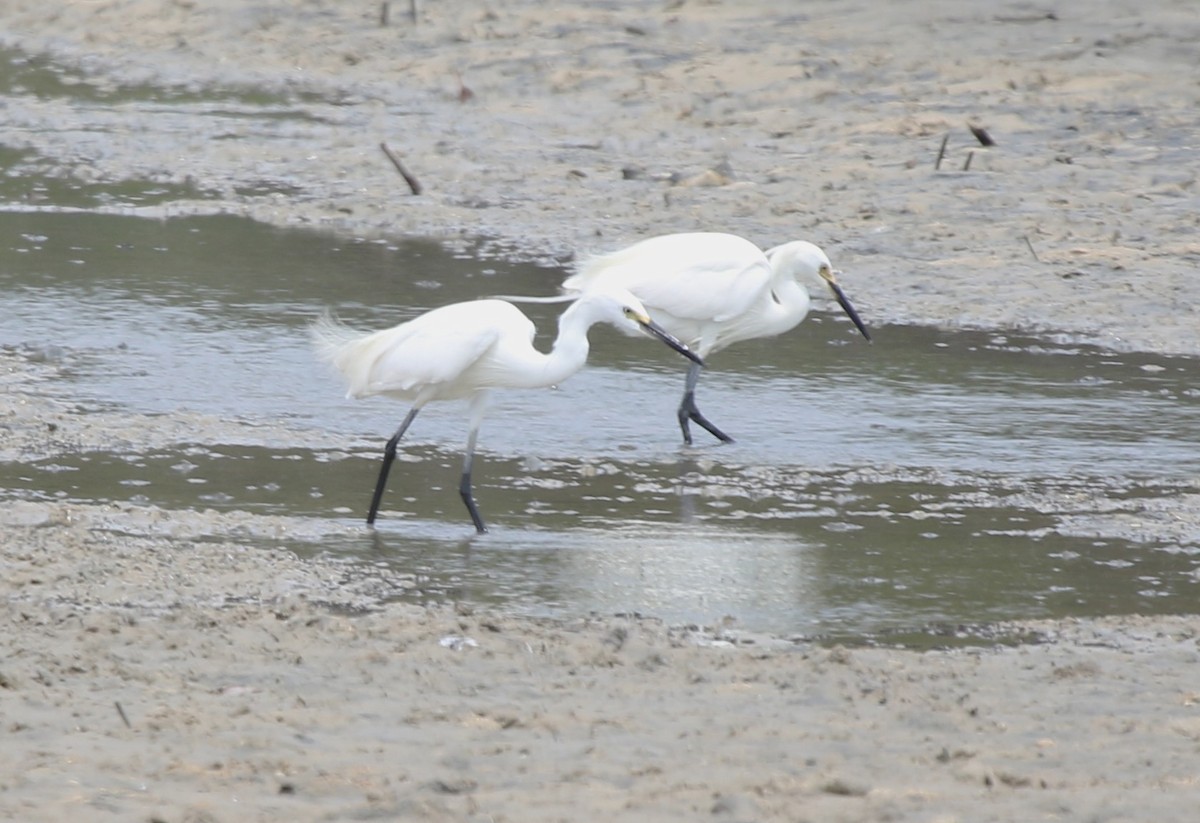 Koartzatxo txikia (immaculata) - ML652817250