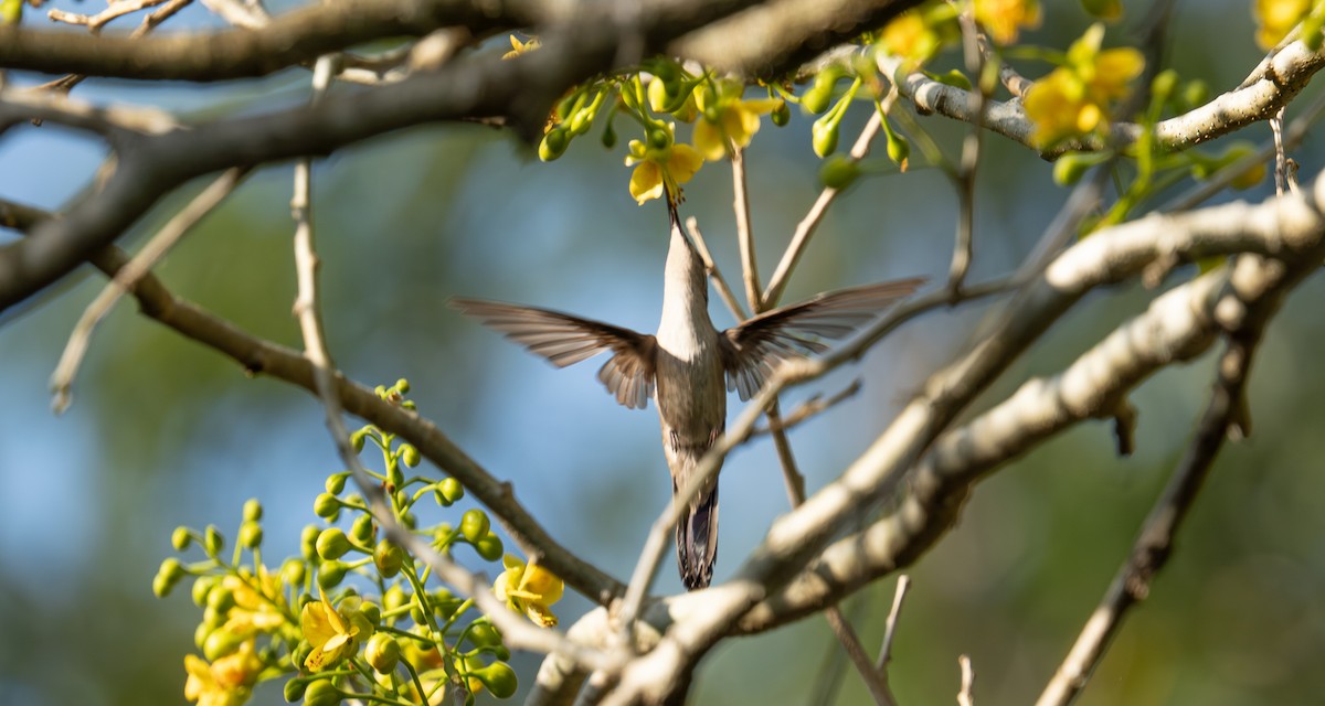 Wedge-tailed Sabrewing - ML652817314