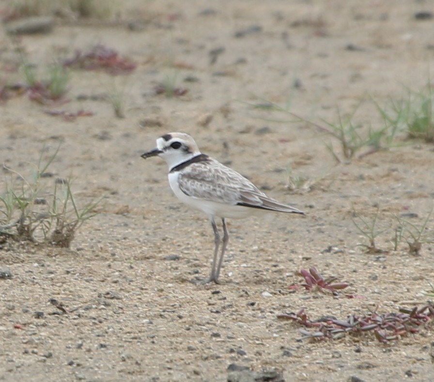 Malaysian Plover - ML652817332