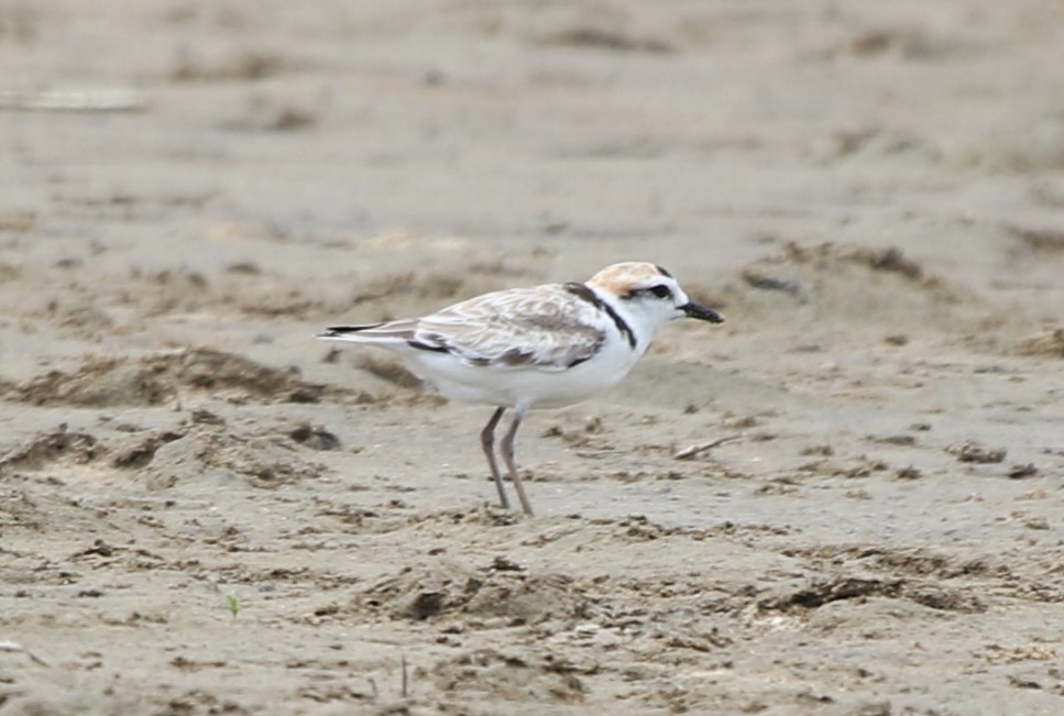Malaysian Plover - ML652817337