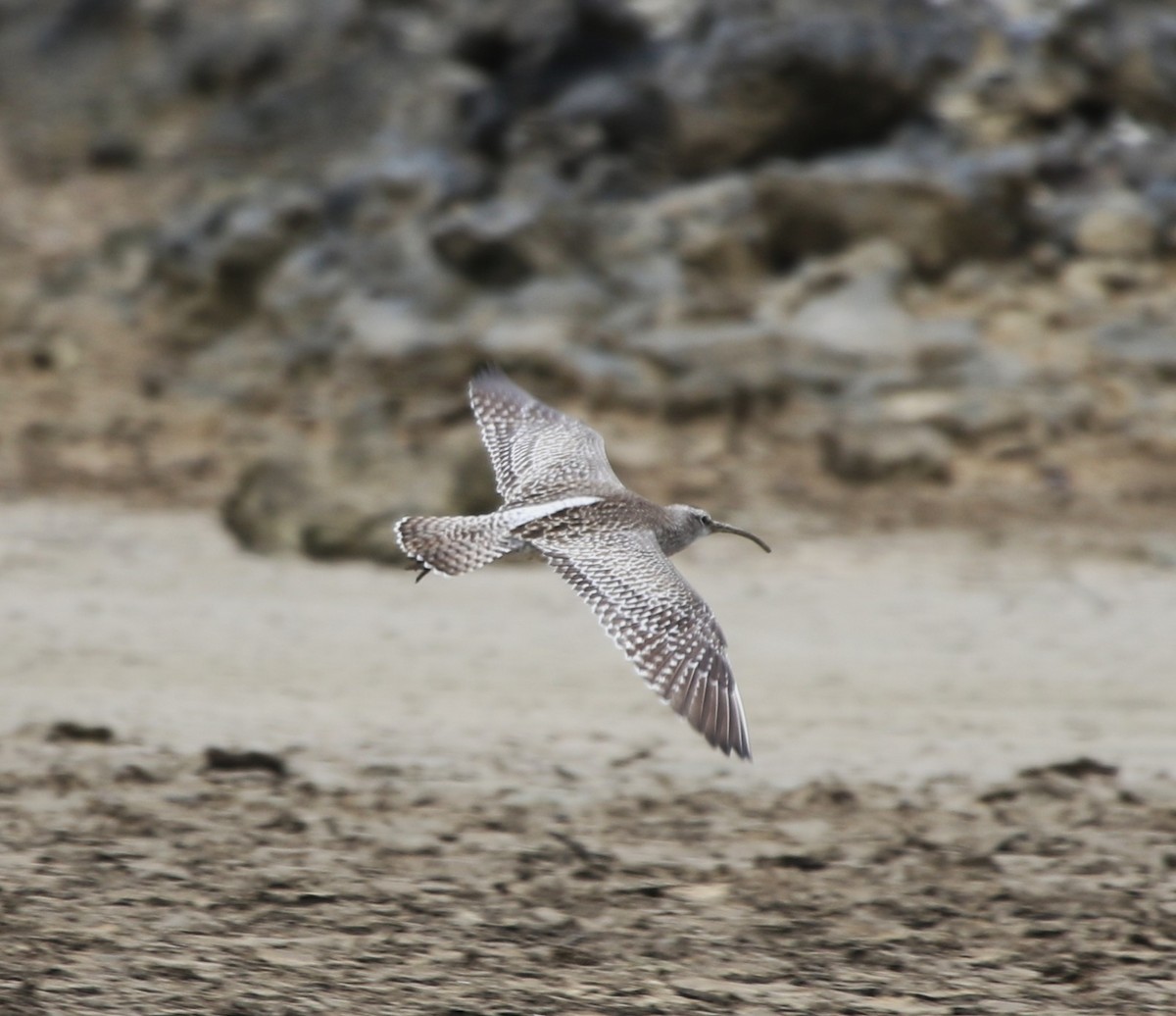 Kurlinta bekainduna (variegatus/rogachevae) - ML652817339