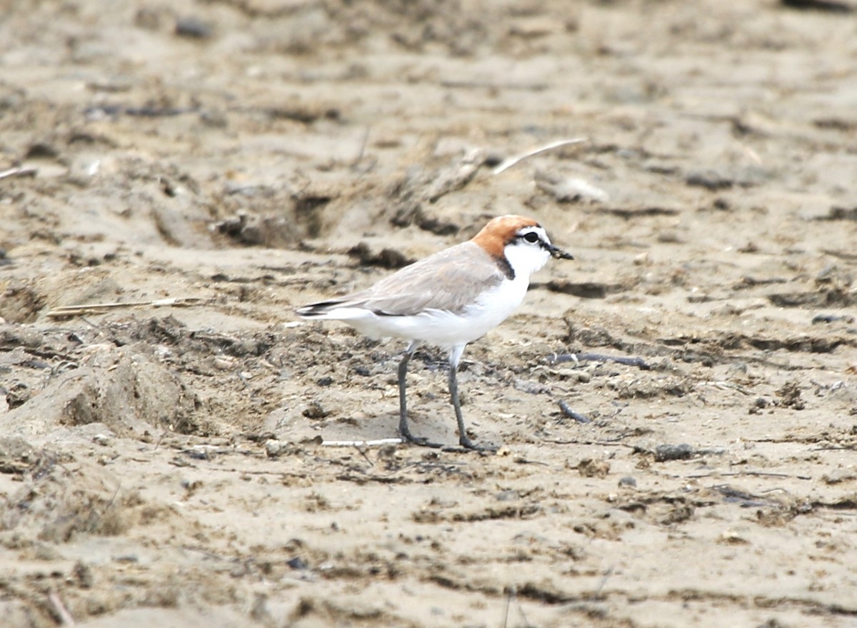 Red-capped Plover - ML652817359