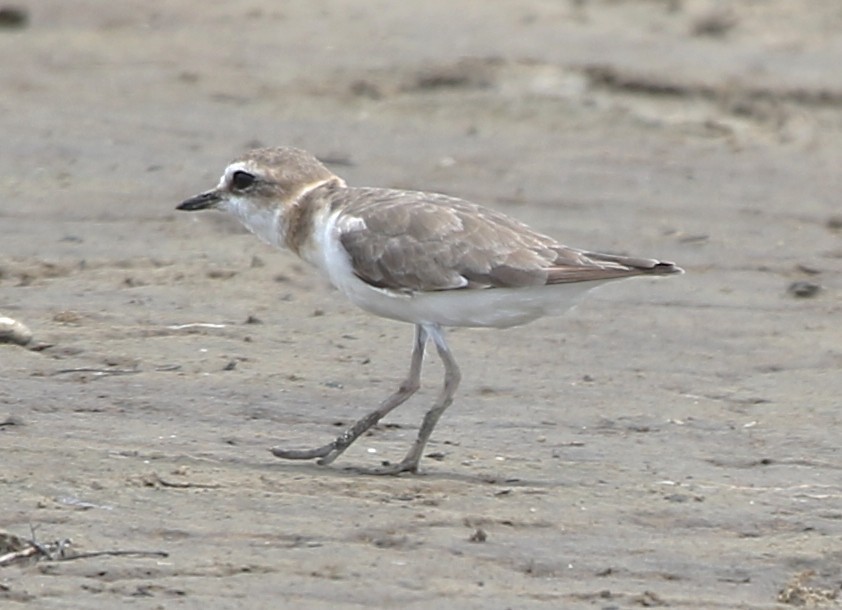 Javan Plover - ML652817371