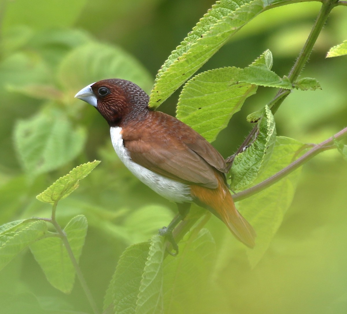Five-colored Munia - ML652817407