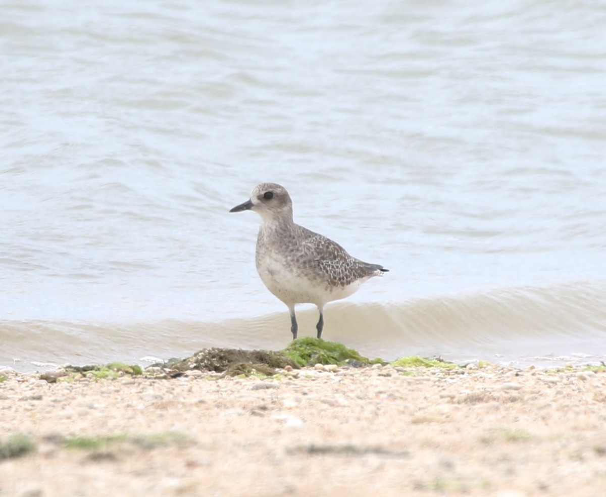 Txirri grisa - ML652817444