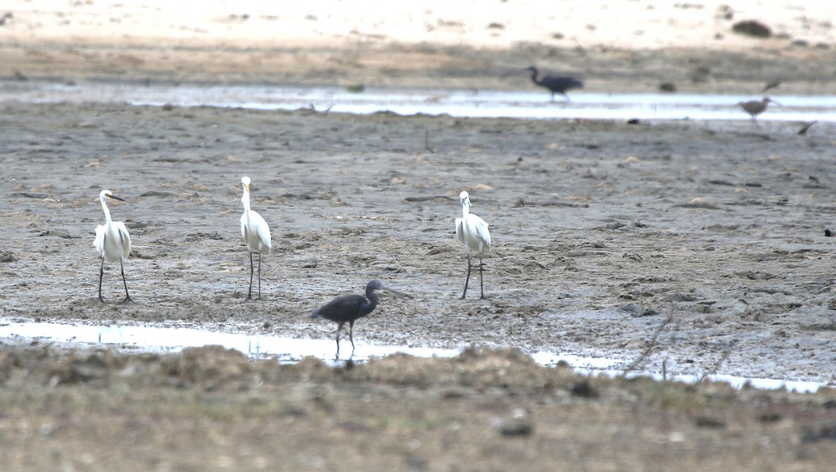 Pacific Reef-Heron - ML652817484
