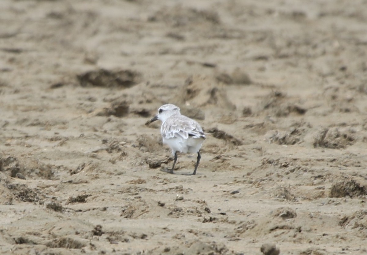 Txirri zuria - ML652817497