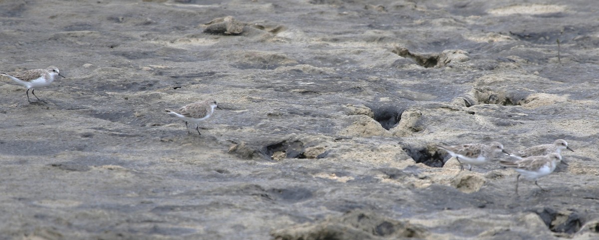 Txirri lepagorria - ML652817502