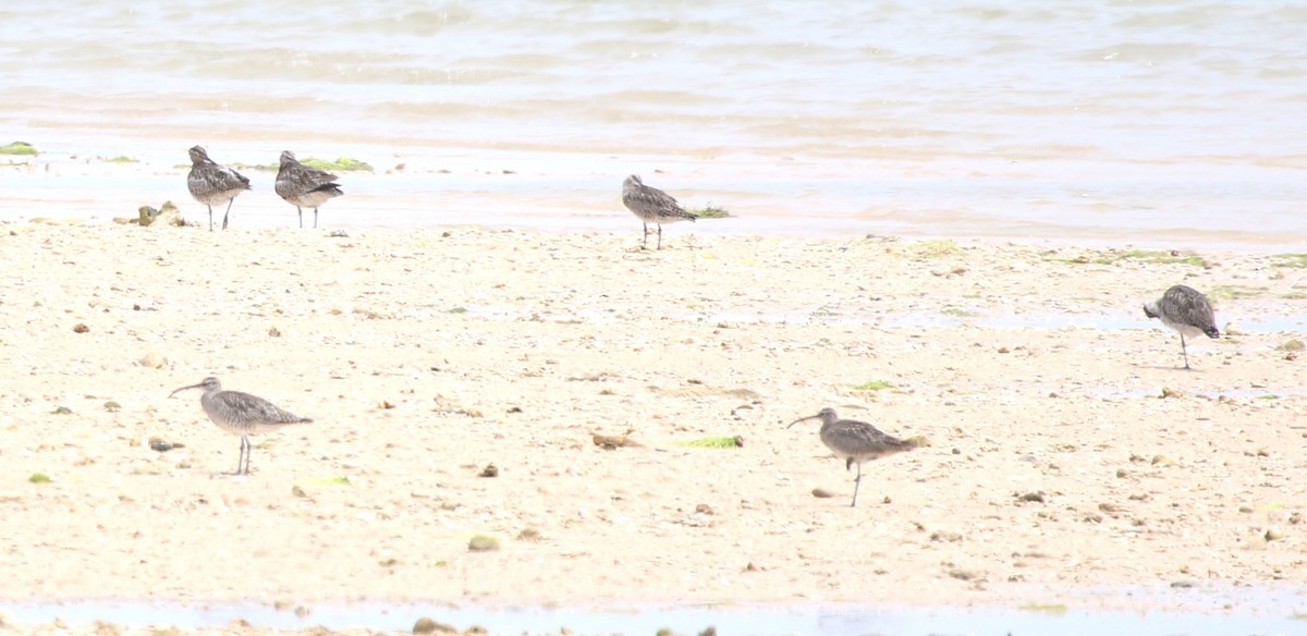 Kurlinta bekainduna (variegatus/rogachevae) - ML652817539