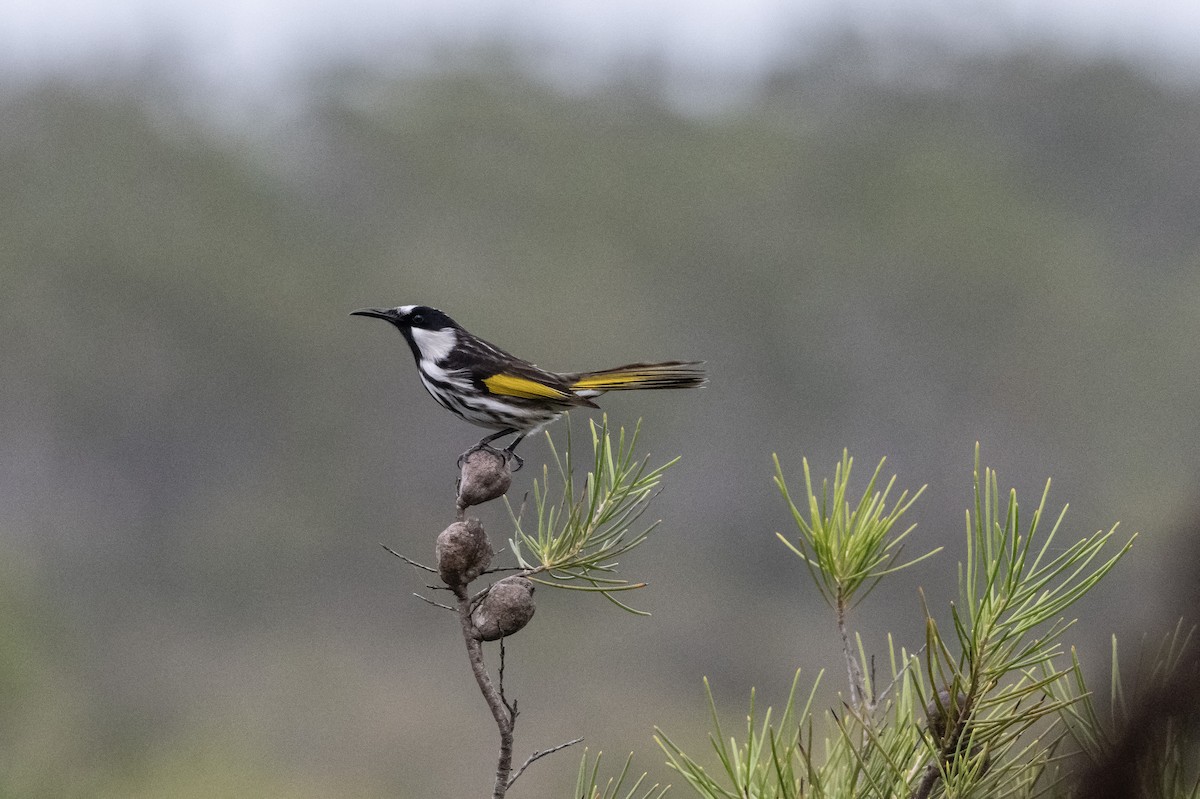 White-cheeked Honeyeater - ML652817549