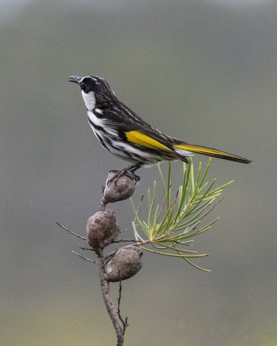 White-cheeked Honeyeater - ML652817554